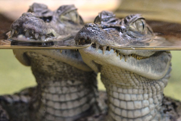 La ferme aux crocodiles (Crocodile farm) La ferme aux crocodiles (Crocodile farm)