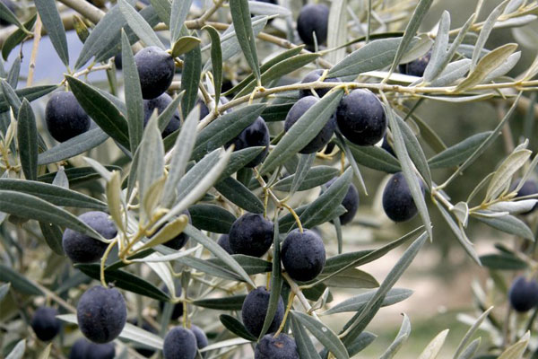 Olive de Nyons (Nyons Olive)